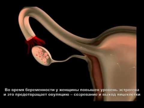 Абортивное действие контрацептивов