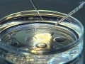 "Суррогатное материнство" в зарубежных странах: сравнительно-правовой анализ