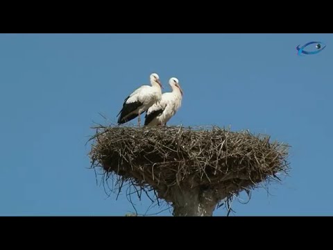 Аисты против истуканов