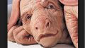 С целью выращивания органов ученые создают гибриды людей-свиней