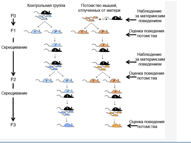 Эпигенетика поведения: как бабушкин опыт отражается на ваших генах?