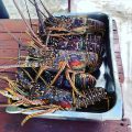 Морепродукты и шансы на зачатие