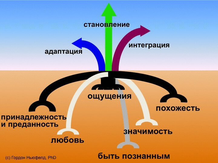 Важность применения теории привязанности Ньюфельда в образовании